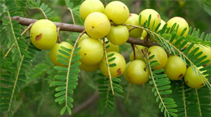 Amla