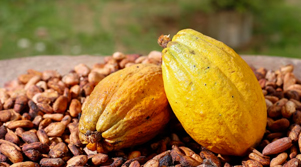 Theobroma Cacao (Cacau)