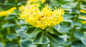 Rhodiola
