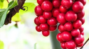 Schisandra